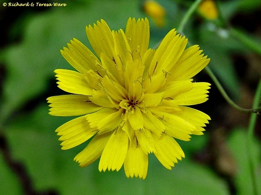 {Hieracium venosum}